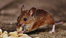 Warehouse Pest Control
